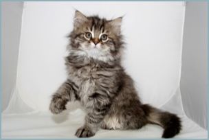 Male Siberian Kitten from Deedlebug Siberians